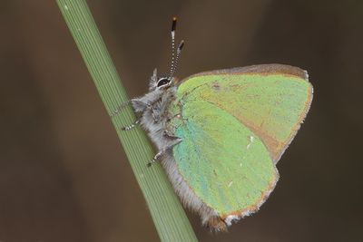 Callophrys rubi - Green Hairstreak