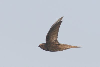 Apuis apus - Common swift