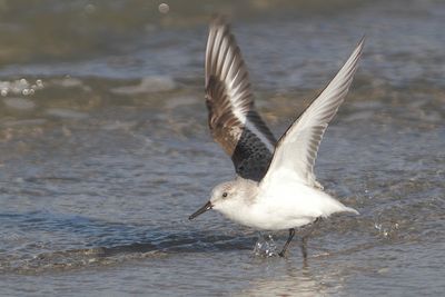 Calidris alpina - Dunlin