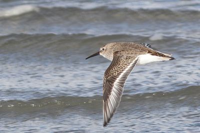 Calidris alpina - Dunlin