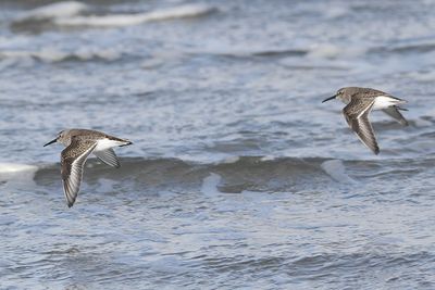 Calidris alpina - Dunlin