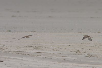 Eremophila alpestris - Horned Lark