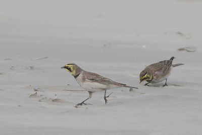 Eremophila alpestris - Horned Lark