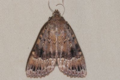 Amphipyra pyramidea - Copper Underwing
