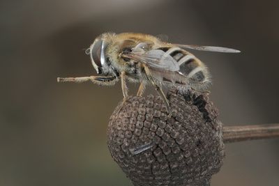Eristalis abusiva - Levels Drone Fly