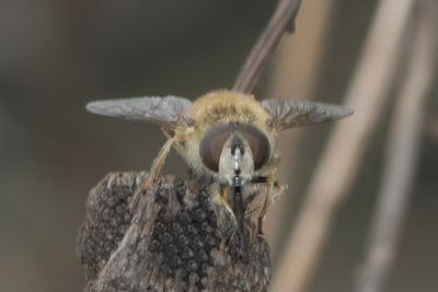 Eristalis abusiva - Levels Drone Fly