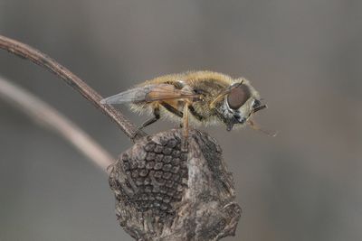 Eristalis abusiva - Levels Drone Fly