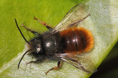 Osmia cornuta - European Horned-Faced Mason Bee