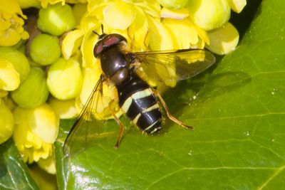 Dasysyrphus tricinctus - Yellow-girdled Brusheye