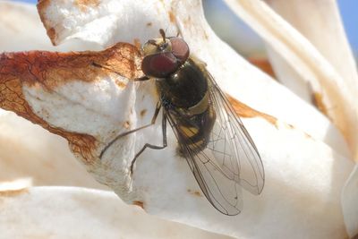 Parasyrphus punctulatus - Common Spotted Bristleside