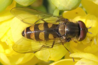 Parasyrphus punctulatus - Common Spotted Bristleside