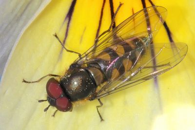 Parasyrphus punctulatus - Common Spotted Bristleside