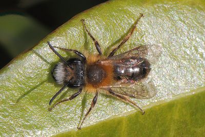 Andrena fulva - Tawny Mining Bee