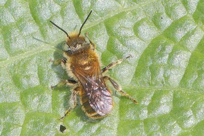 Osmia caerulescens - Blue Mason Bee