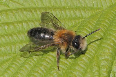 Andrena nitida - Grey-patched Mining Bee