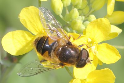Eristalis nemorum - Stripe-faced Drone Fly
