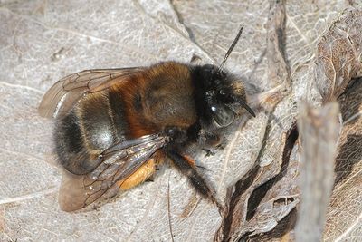 Anthophora plumipes - Hairy-footed Digger Bee