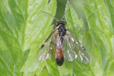 Aglaostigma aucupariae