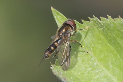 Platycheirus splendidus - Splendid Sedgesitter