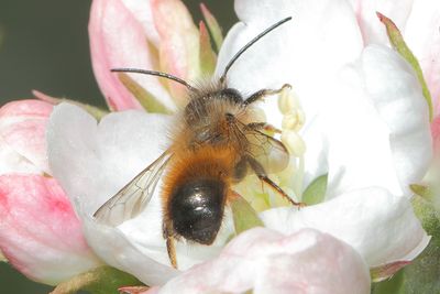 Osmia bicornis