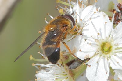 Epistrophe eligans - Spring Smoothtail