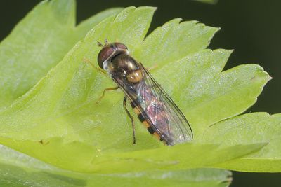 Fagisyrphus cinctus - Ringed Beech Fly
