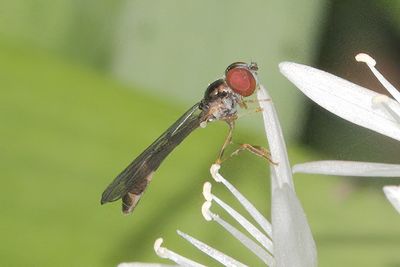 Baccha elongata