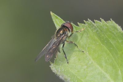 Platycheirus splendidus - Splendid Sedgesitter