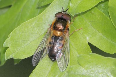 Epistrophe eligans - Spring Smoothtail