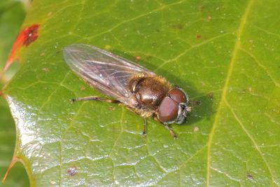 Cheilosia uviformis - Silver-fronted Blacklet