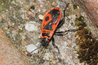 Pyrrhocoris apterus - Firebug