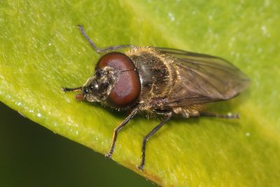 Cheilosia semifasciata - Leafmining Blacklet