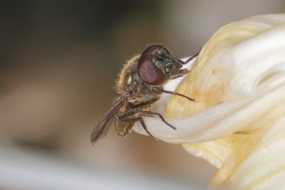 Cheilosia semifasciata - Leafmining Blacklet