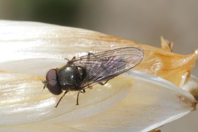 Cheilosia semifasciata - Leafmining Blacklet