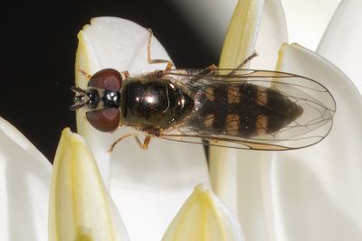 Platycheirus scutatus - Many-tufted Sedgesitter
