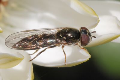 Platycheirus scutatus - Many-tufted Sedgesitter