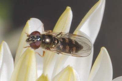 Platycheirus scutatus - Many-tufted Sedgesitter