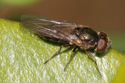 Cheilosia semifasciata - Leafmining Blacklet