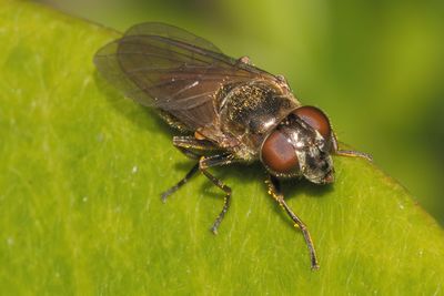 Cheilosia semifasciata - Leafmining Blacklet