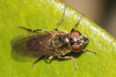 Cheilosia semifasciata - Leafmining Blacklet