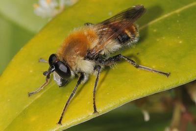 Criorhina floccosa - Buff-tailed Bumblefly