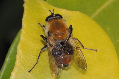 Criorhina floccosa - Buff-tailed Bumblefly