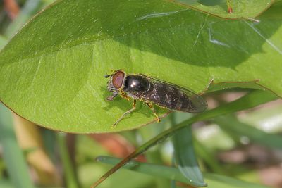 Platycheirus albimanus - Grey-spotted Sedgesitter
