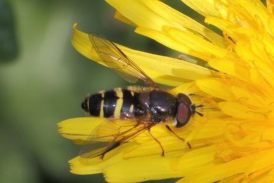 Dasysyrphus tricinctus - Yellow-girdled Brusheye