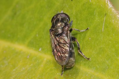 Eumerus funeralis - Lesser Roundface