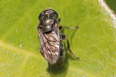 Eumerus funeralis - Lesser Roundface