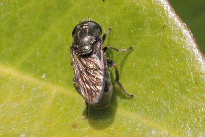 Eumerus funeralis - Lesser Roundface