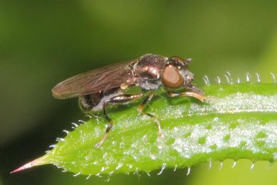 Neoascia tenur - Black-kneed Fen Fly