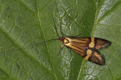 Nemophora degeerella - Longhorn Moth