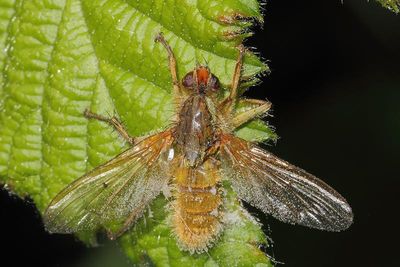 A fungus feeding op an insect.